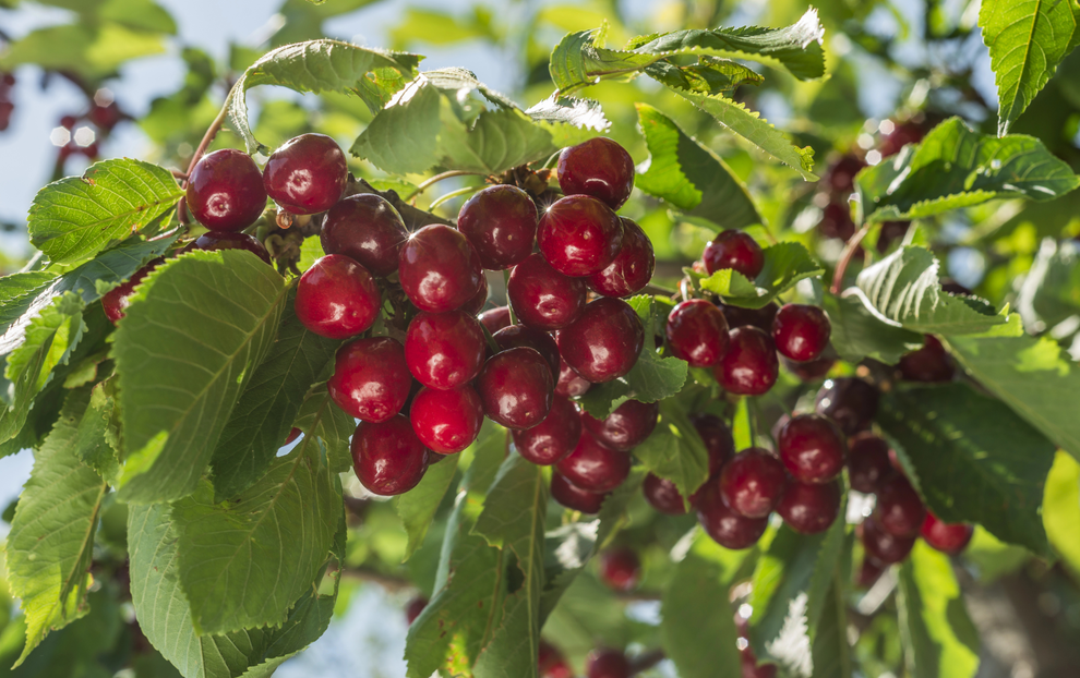 农药残留分析：技术特点、分类与关键步骤详解！