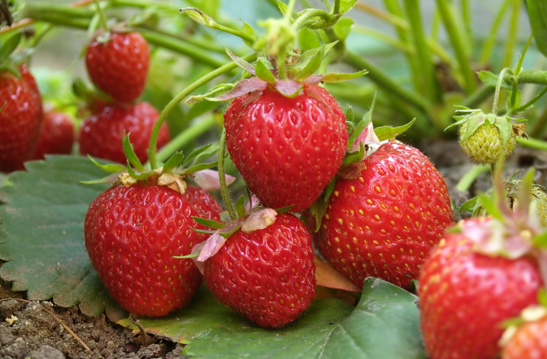 从源头到餐桌：恒谱生专业农药残留检测，筑牢食品安全防线！