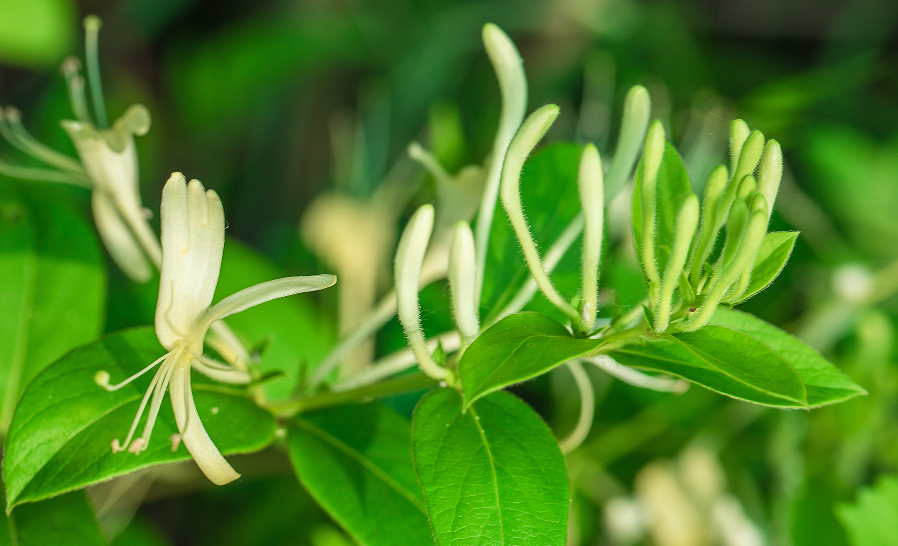 中药丨金银花含量测定①(中国药典2025版)！